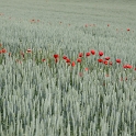 Coquelicot a Clarens - 004